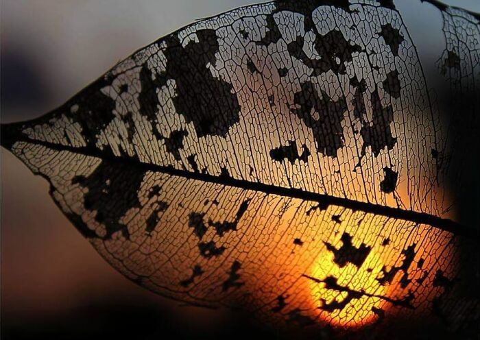 Sunrise Through A Leaf