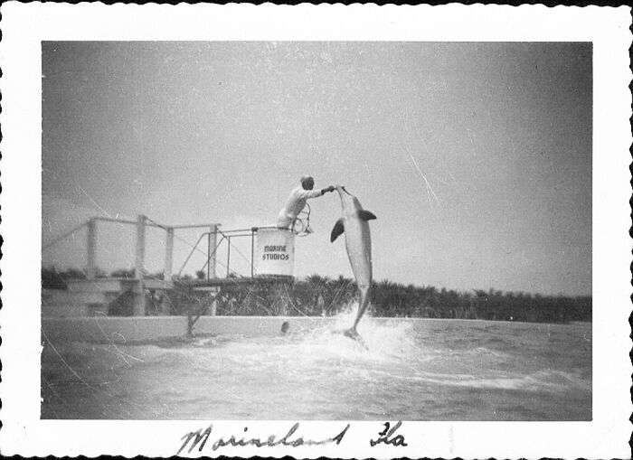 I Gathered Photos Showcasing Historic Marine Studios, Marineland Of Florida I Gathered Photos Showcasing Historic Marine Studios, Marineland Of Florida