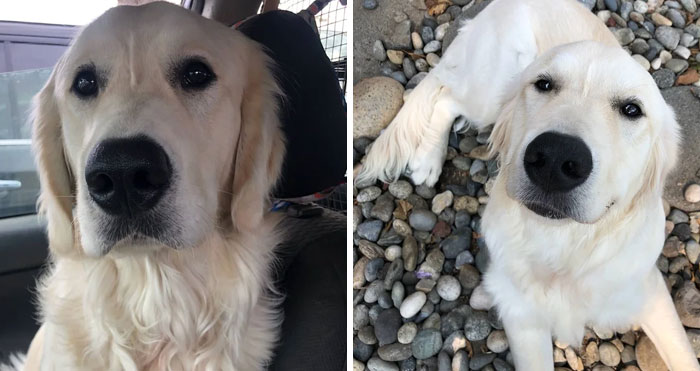 Hey Mom. I Know You Are Dead And Were Not The Most Supportive But This Is Glacier. He Is My Soon To Be Service Dog. You Might Have Called Me A Psychotic Bit*ch But I Have Schizophrenia And I Am Proud To Say That I Am A Person With Schizophrenia. I Am Tired Of Hiding That This Is Something I Have