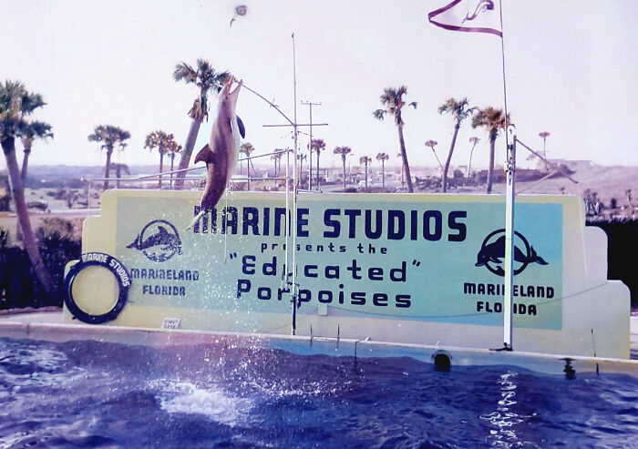 I Gathered Photos Showcasing Historic Marine Studios, Marineland Of Florida I Gathered Photos Showcasing Historic Marine Studios, Marineland Of Florida