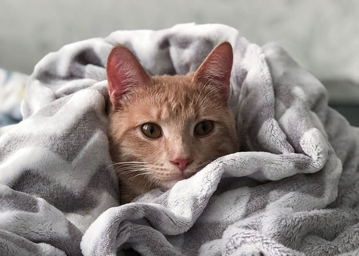 The cat lying on the bed with a blanket
