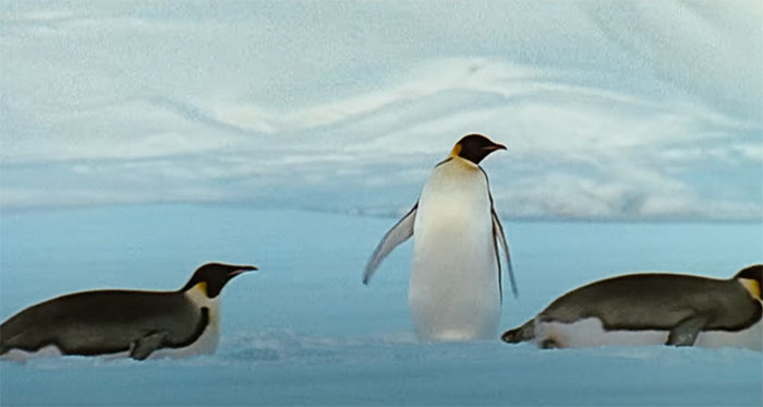 March Of The Penguins
