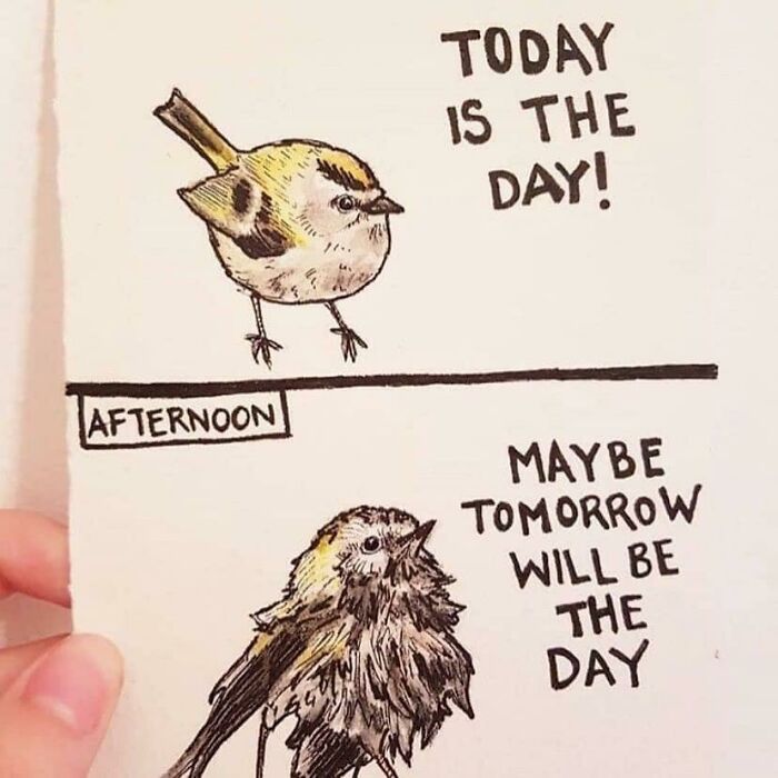 Birds-Memes-Funny-Images