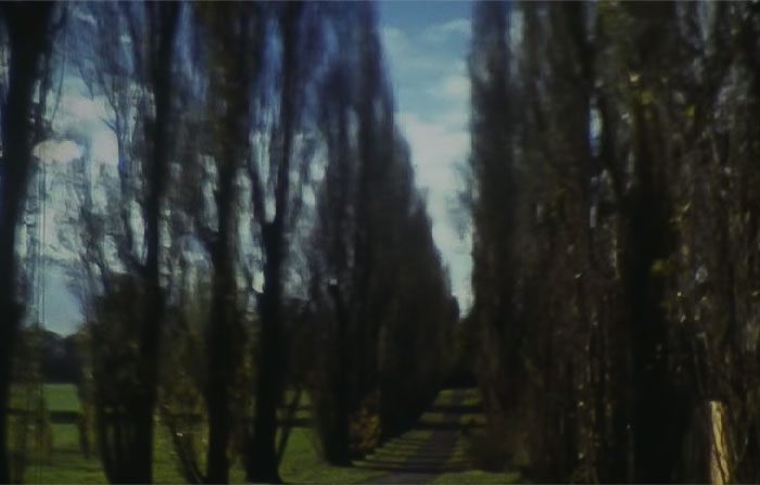 Image from Bibio Cherry Blossom Road music video - a road with tall trees