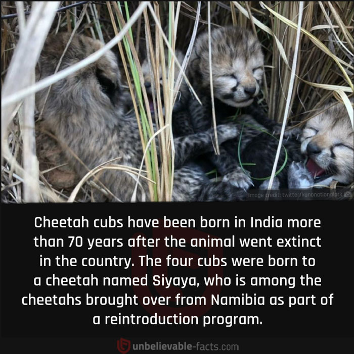 Page-Shares-Unbelievable-Facts