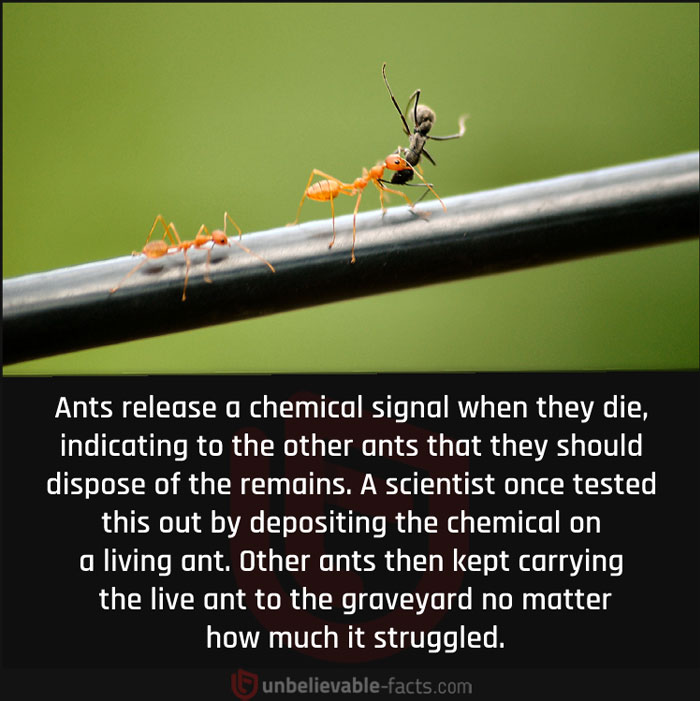 Page-Shares-Unbelievable-Facts