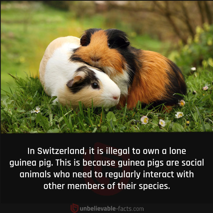 Page-Shares-Unbelievable-Facts