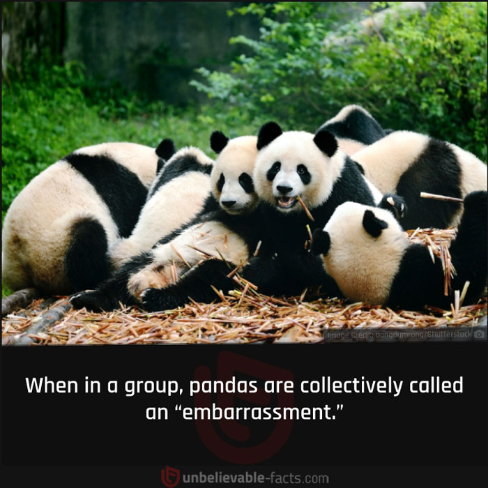 Page-Shares-Unbelievable-Facts