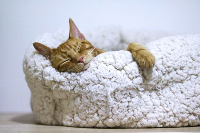 Cat sleeping peacefully in a fluffy bed, highlighting one of life's worth experiencing joys.