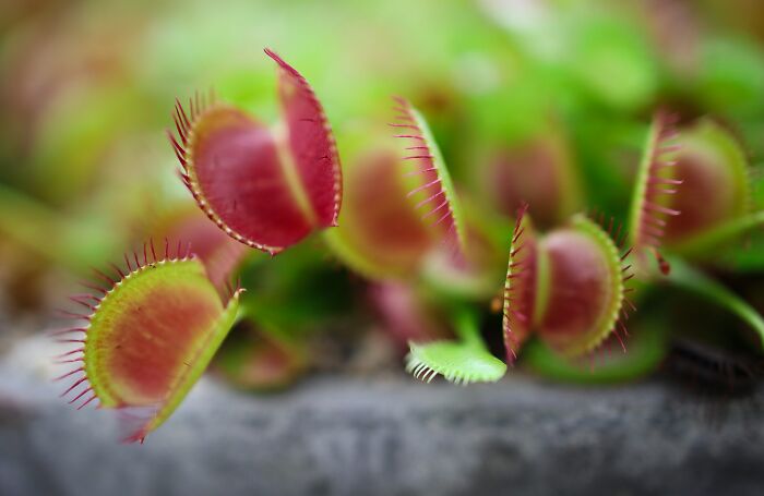 close up view of Venus Flytrap plant