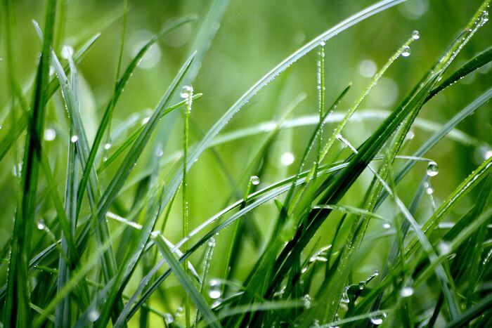 Grass with morning dew