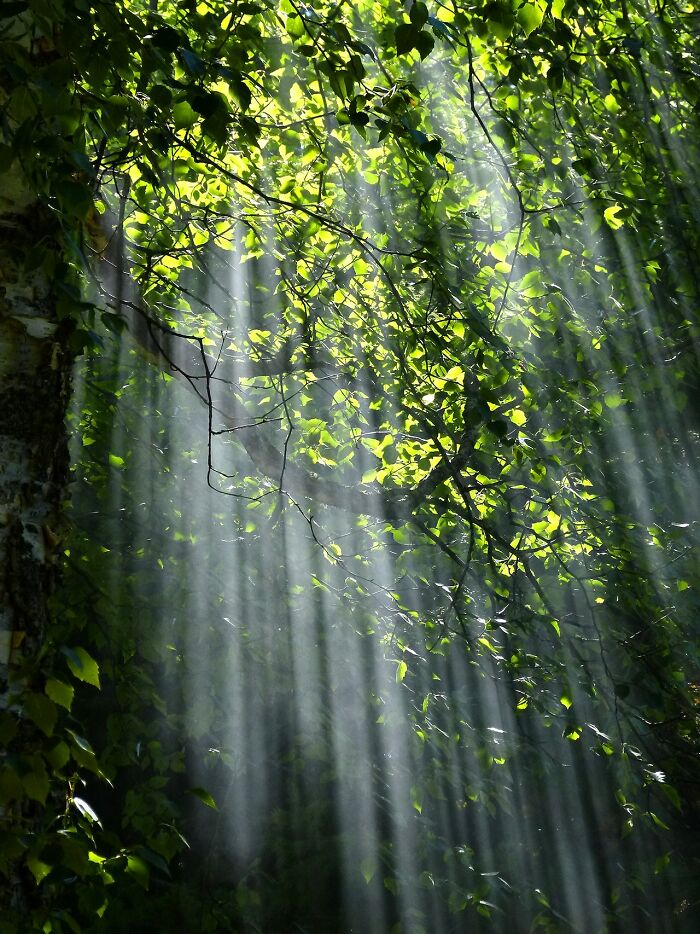 Sunlight streaming through lush green leaves, creating a serene forest atmosphere worth experiencing.