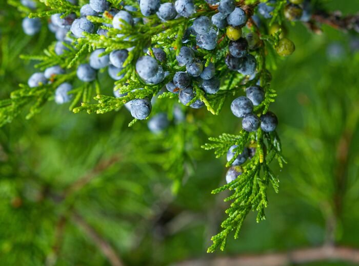 Massive amount of Juniper berries on a branch 