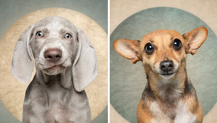 My 20 Humorous Photos Of Dogs And A Guilty-Looking Cat That Might Make You Chuckle