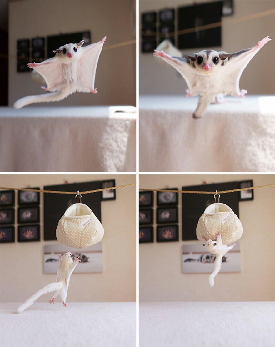 Sugar glider jumping spreading his limbs 