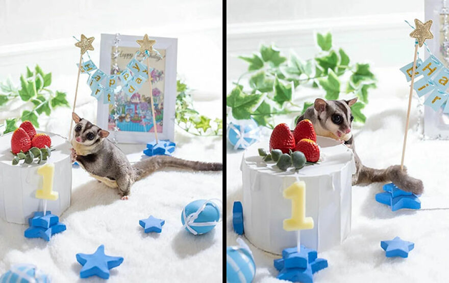 Sugar Glider next to a birthday cake 