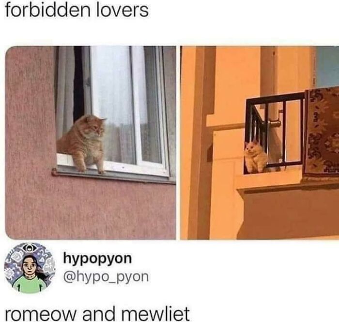 Funny-Animal-Memes-Jokes