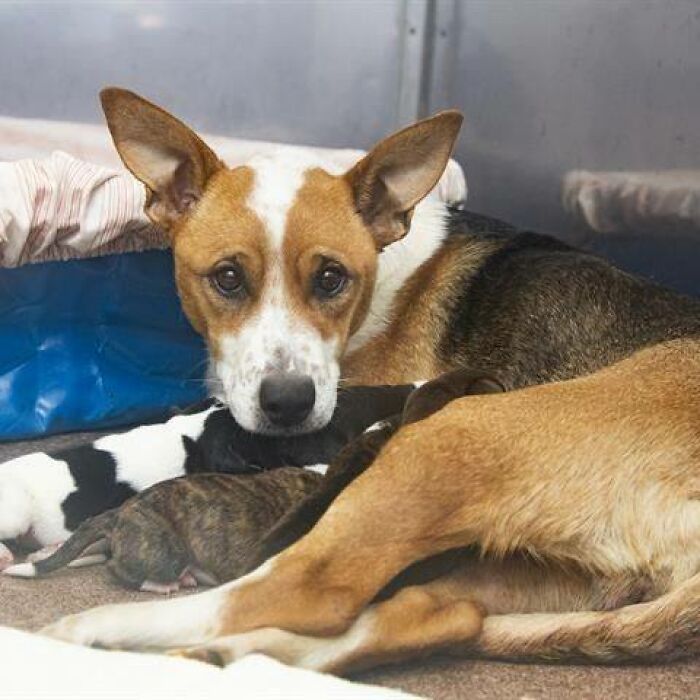 Dog Gives Birth To 7 Puppies On The Way To The Hospital Where She Was Taken Because Of A Rattlesnake Bite Dog Gives Birth To 7 Puppies On The Way To The Hospital Where She Was Taken Because Of A Rattlesnake Bite