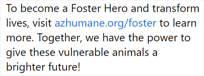 Dog Gives Birth To 7 Puppies On The Way To The Hospital Where She Was Taken Because Of A Rattlesnake Bite Dog Gives Birth To 7 Puppies On The Way To The Hospital Where She Was Taken Because Of A Rattlesnake Bite