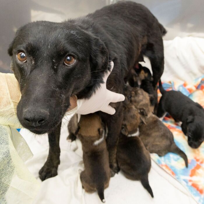 Dog Gives Birth To 7 Puppies On The Way To The Hospital Where She Was Taken Because Of A Rattlesnake Bite Dog Gives Birth To 7 Puppies On The Way To The Hospital Where She Was Taken Because Of A Rattlesnake Bite