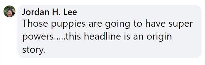 Dog Gives Birth To 7 Puppies On The Way To The Hospital Where She Was Taken Because Of A Rattlesnake Bite Dog Gives Birth To 7 Puppies On The Way To The Hospital Where She Was Taken Because Of A Rattlesnake Bite