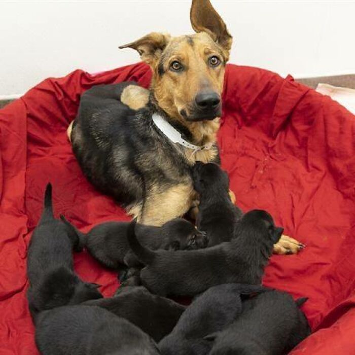 Dog Gives Birth To 7 Puppies On The Way To The Hospital Where She Was Taken Because Of A Rattlesnake Bite Dog Gives Birth To 7 Puppies On The Way To The Hospital Where She Was Taken Because Of A Rattlesnake Bite