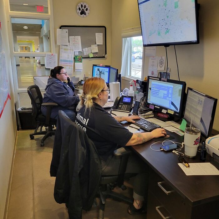 Dog Gives Birth To 7 Puppies On The Way To The Hospital Where She Was Taken Because Of A Rattlesnake Bite Dog Gives Birth To 7 Puppies On The Way To The Hospital Where She Was Taken Because Of A Rattlesnake Bite