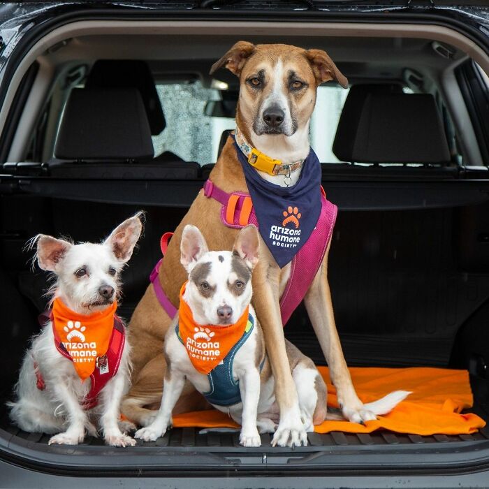 Dog Gives Birth To 7 Puppies On The Way To The Hospital Where She Was Taken Because Of A Rattlesnake Bite Dog Gives Birth To 7 Puppies On The Way To The Hospital Where She Was Taken Because Of A Rattlesnake Bite