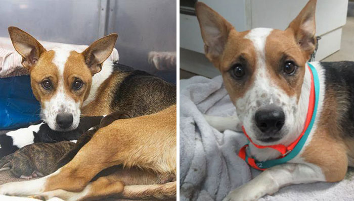 Dog Gives Birth To 7 Puppies On The Way To The Hospital Where She Was Taken Because Of A Rattlesnake Bite