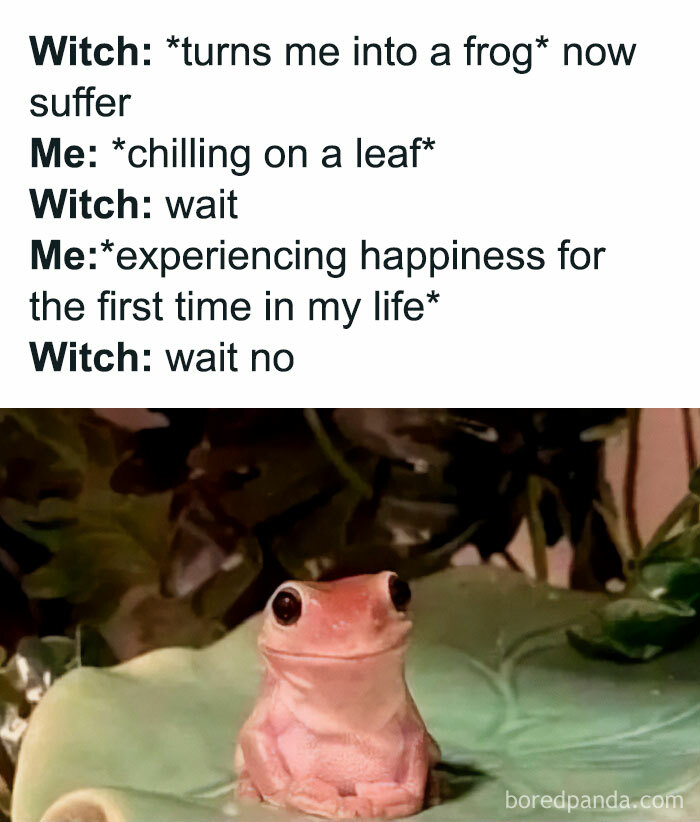 Who Knew Frog Life Was For Me