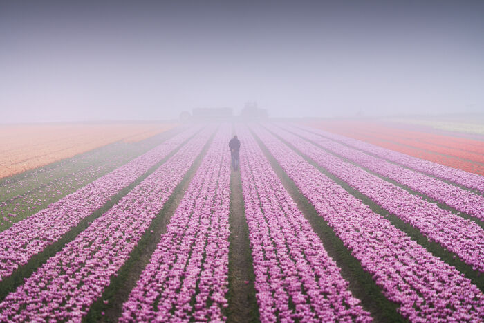 Spectacular Photos From This Year's Tulip Season In The Netherlands