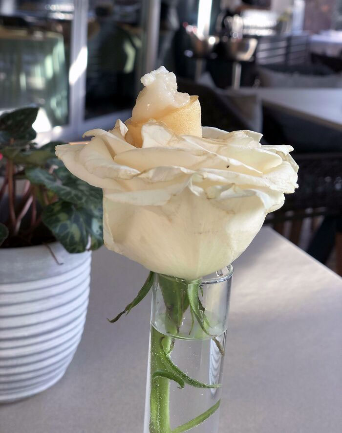 Went To A Fancy Restaurant. Got An Appetizer On A Rose