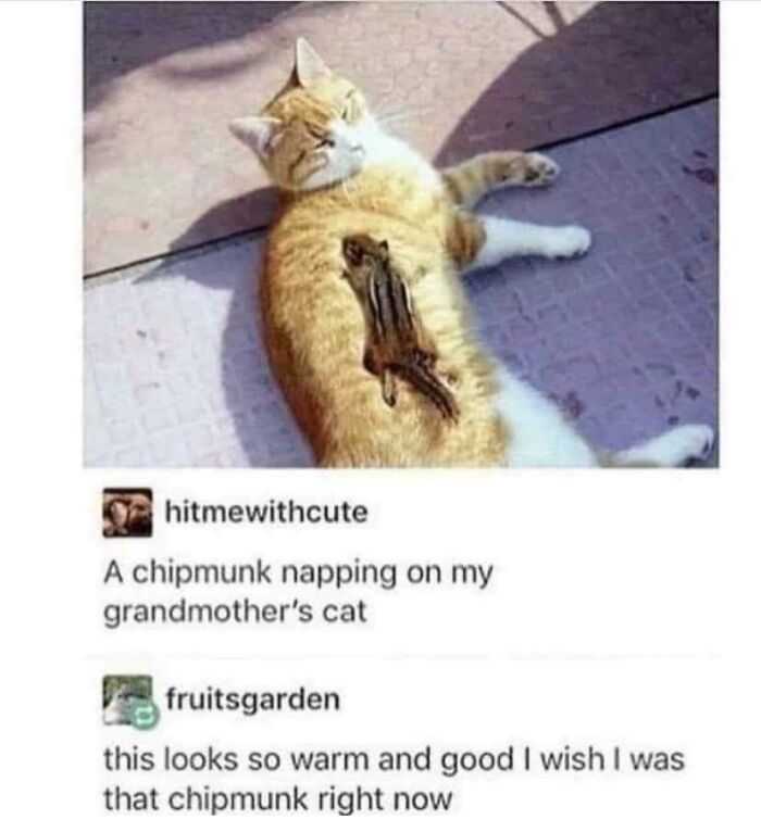 Chipmunk sleeping on a cat, showcasing animal humor in a funny meme.