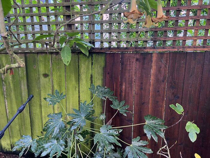 The Back Fence Of Our New House In SF Needed A Little Wash
