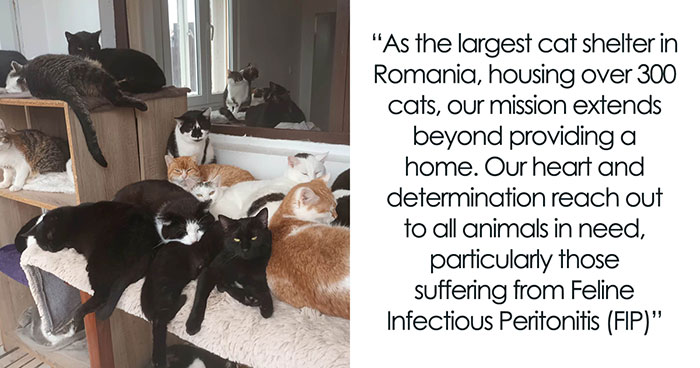 We Are Running Romania’s Largest Cat Shelter With 300+ Cats Who Are In Need Of Help Everyday