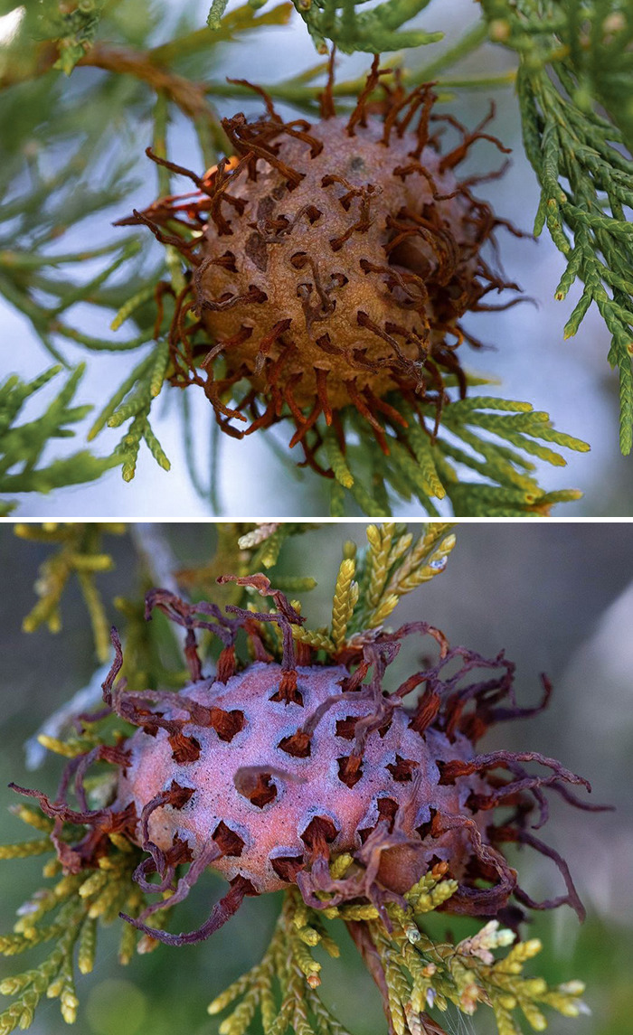 Creepy Looking Fungus