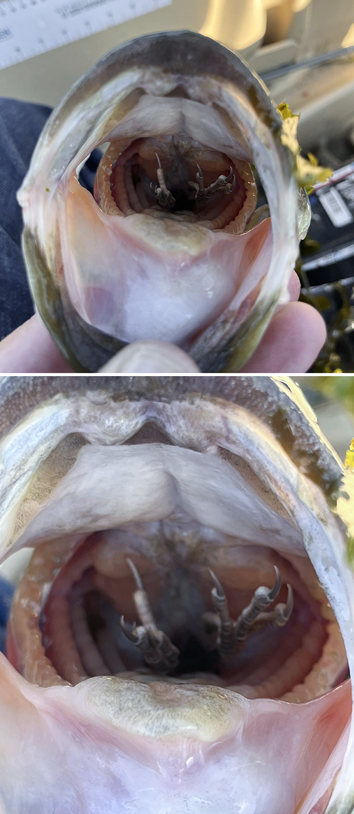 Largemouth Bass Had A Feathered Snack Prior To Hitting My Surface Lure