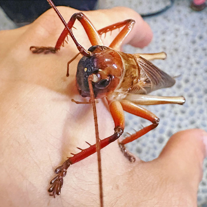 One Of The Only Bugs In Australia I Find Genuinely A Bit Intimidating. Chauliogryllacris. Bulldog Raspy Cricket