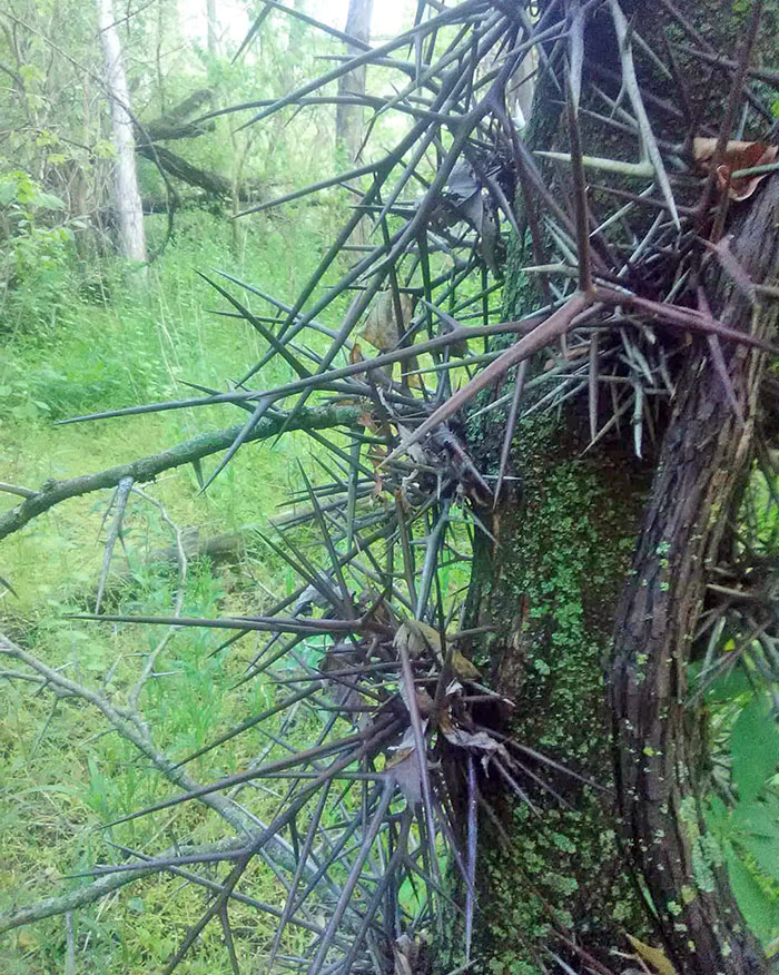 Locust Are Bloody Gorgeous