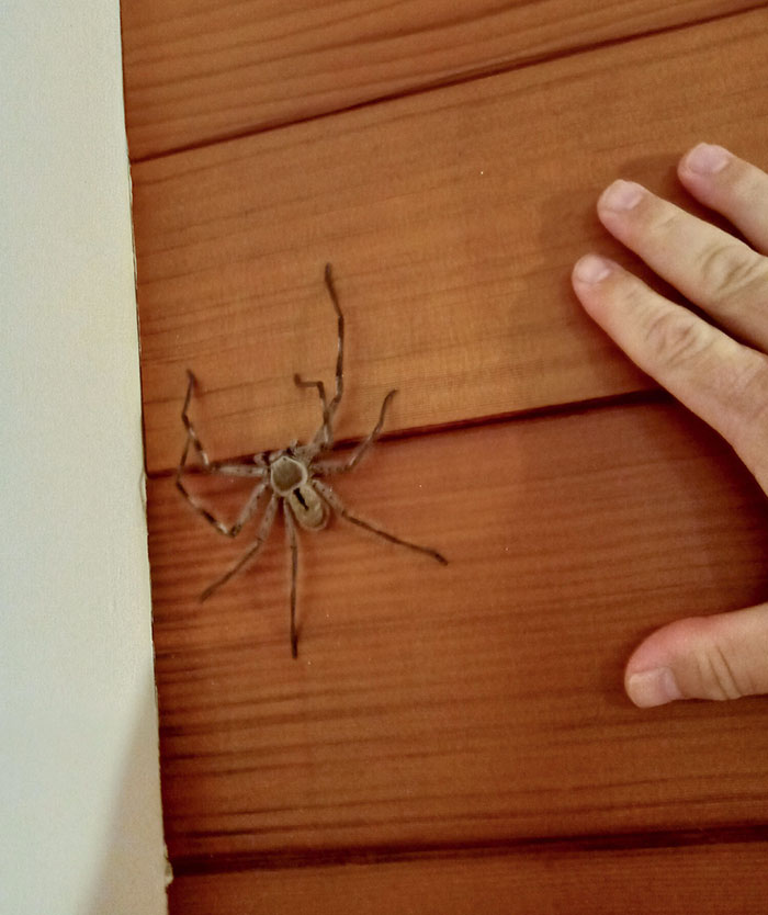 Este es George. Vive en mi baño y come bichos