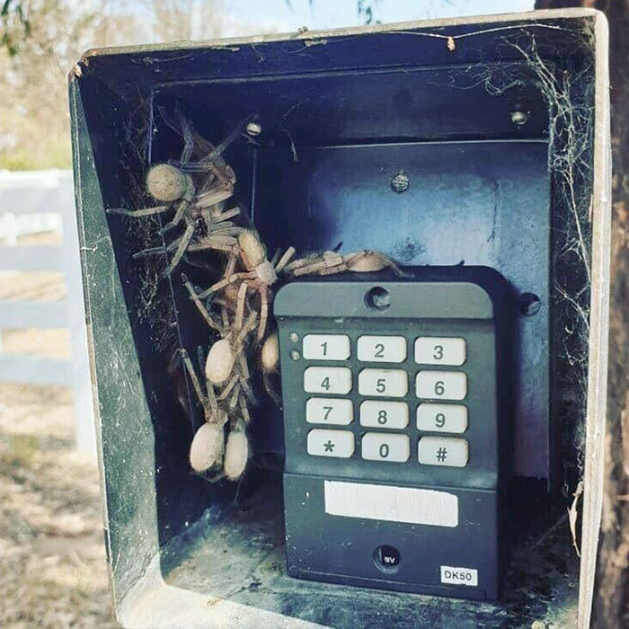Australian Gate Security System