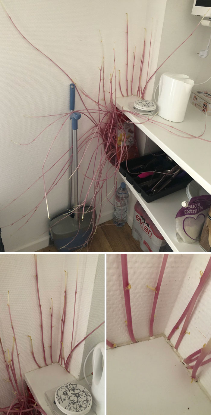 Olvidé una bolsa de papas en mi habitación durante 3 meses y están brotando literalmente por las juntas