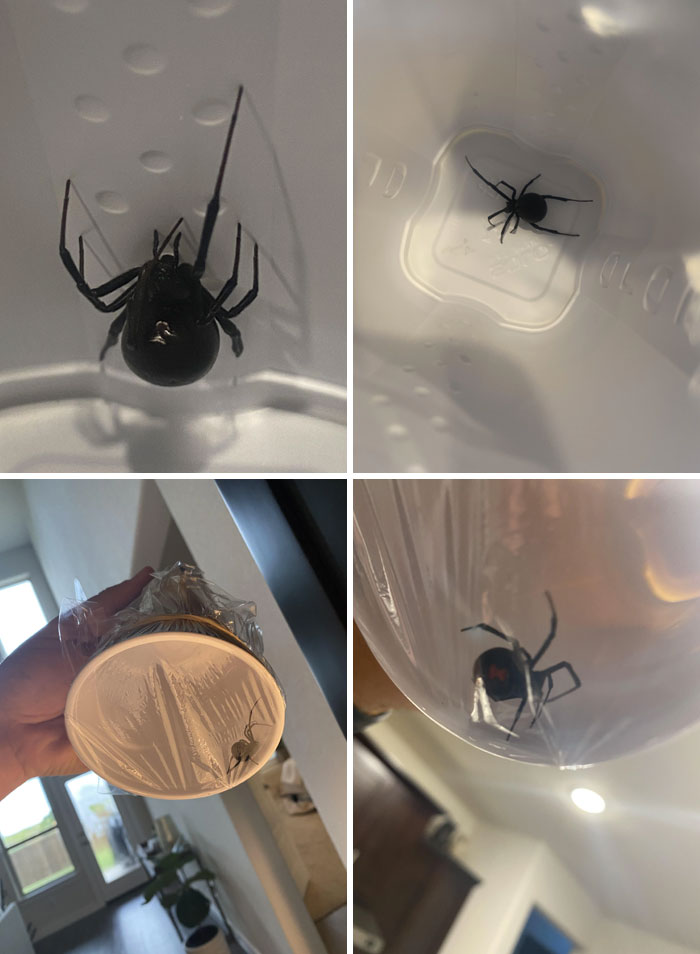 This Black Widow I Found On The Fence In My Backyard, TX