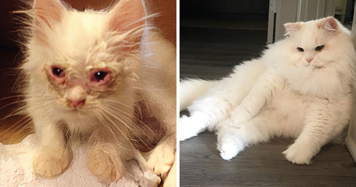 Rescued Cat Silas Surprises His Forever Family With His True Fluff Form As His Pictures Go Viral On Social Media
