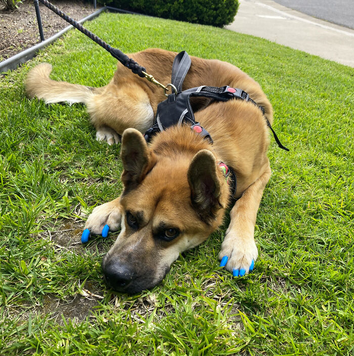 Meet Stilgar! He Caught Distemper When He Was A Puppy And Had A 10% Chance Of Survival. He Made It, But He Has Severe Disabilities (Myoclonus/Nonstop Full-Body Twitching, Balance Issues, Malformed Adult Teeth.) He Turned 1 In January And Has No Idea He Is Disabled. He Is So Happy And Loves Everyone. He Got To Go To The Beach Recently!