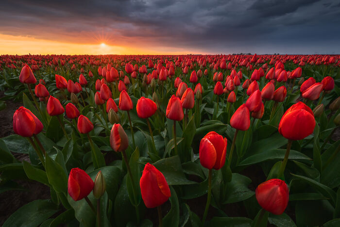 Spectacular Photos From This Year's Tulip Season In The Netherlands