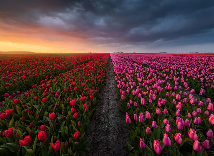 Spectacular Photos From This Year's Tulip Season In The Netherlands