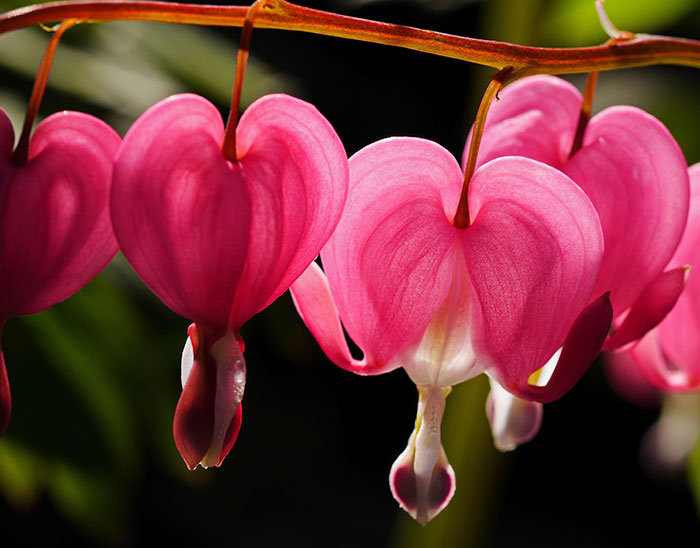 close up view of Lamprocapnos Spectabilis flowers