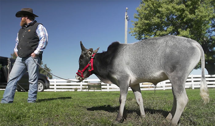 99 Strange World Records That Are Weirder Than They Seem