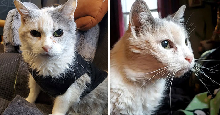 This Elder Cat Has Outlived Her Previous Owners And Now Lives With 2 Other Cats That Are Each A Decade Apart